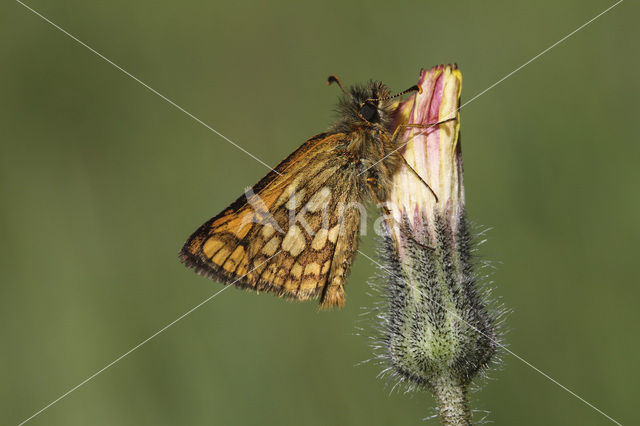 Bont dikkopje (Carterocephalus palaemon)