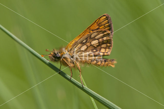 Bont dikkopje (Carterocephalus palaemon)