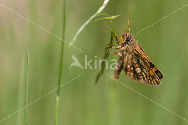 Bont dikkopje (Carterocephalus palaemon)