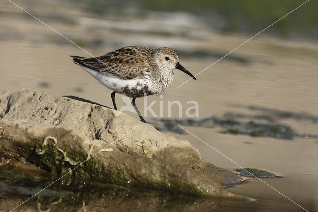 Bonte Strandloper (Calidris alpina)