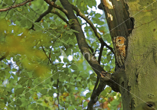 Bosuil (Strix aluco)