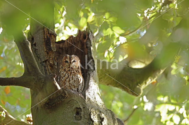 Tawny Owl (Strix aluco)