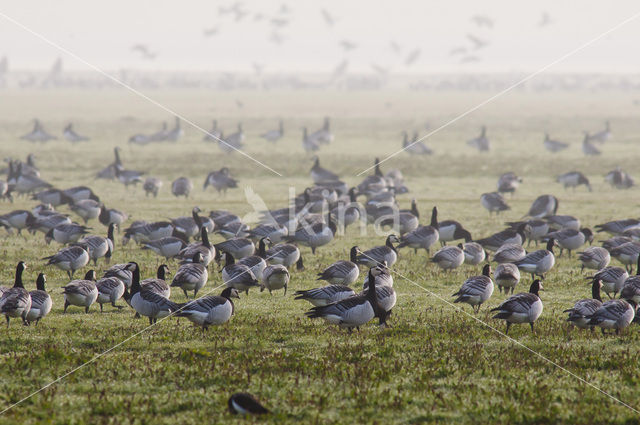 Brandgans (Branta leucopsis)