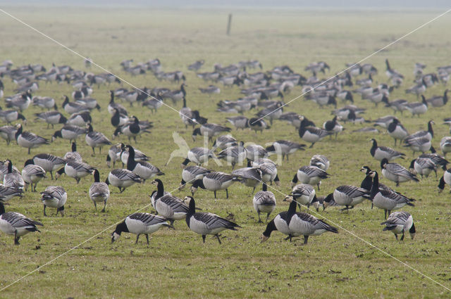 Brandgans (Branta leucopsis)