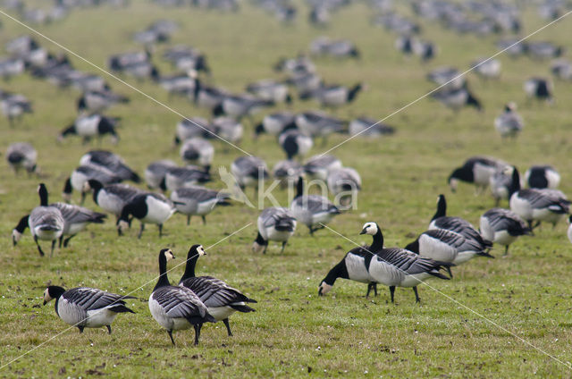 Brandgans (Branta leucopsis)