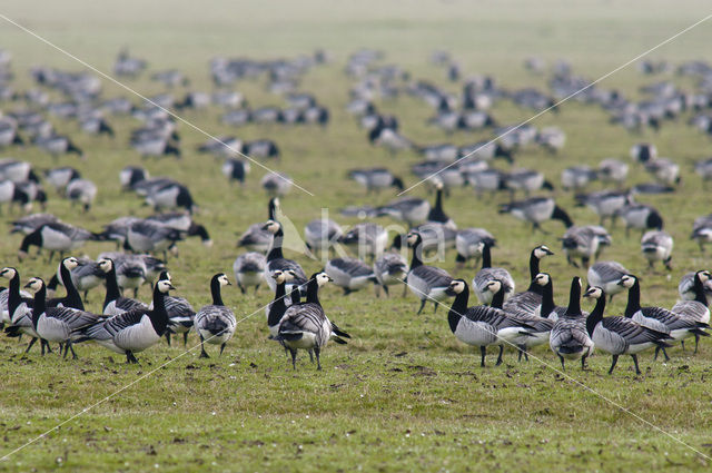 Brandgans (Branta leucopsis)