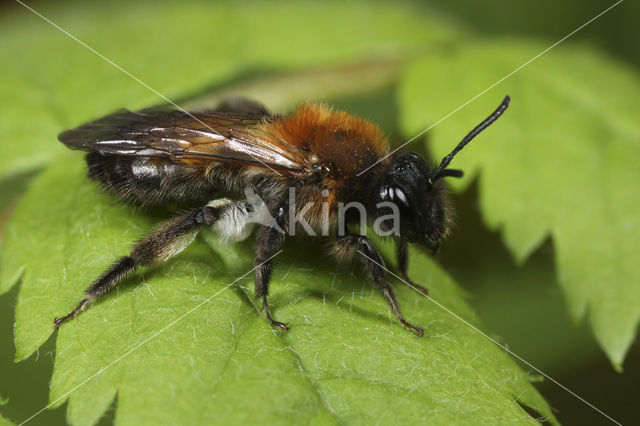 Breedrandzandbij (Andrena synadelpha)