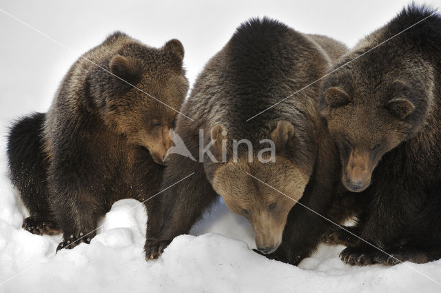 Bruine beer (Ursus arctos)