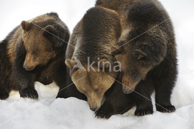 Bruine beer (Ursus arctos)