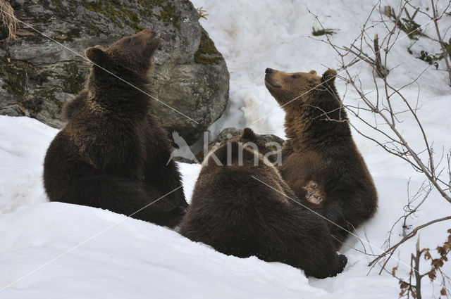 Bruine beer (Ursus arctos)