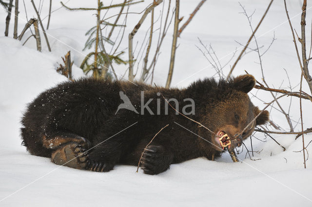 Bruine beer (Ursus arctos)