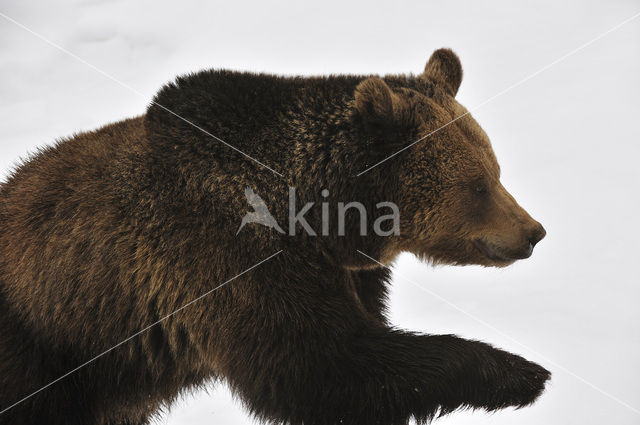 Bruine beer (Ursus arctos)