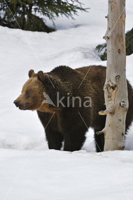 Brown Bear (Ursus arctos)