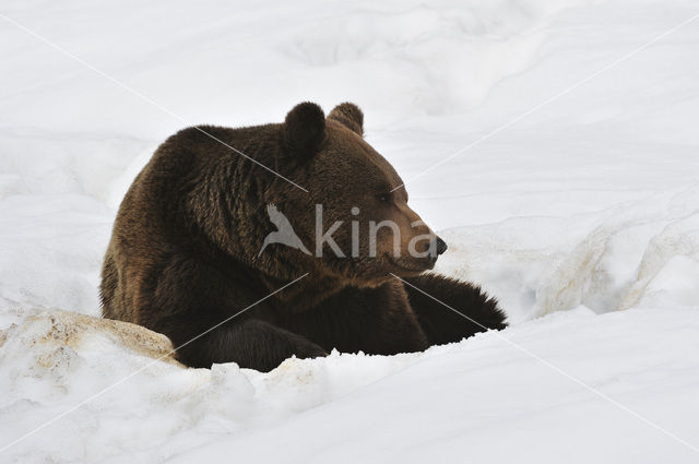 Bruine beer (Ursus arctos)