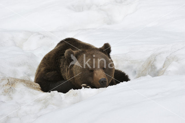 Bruine beer (Ursus arctos)