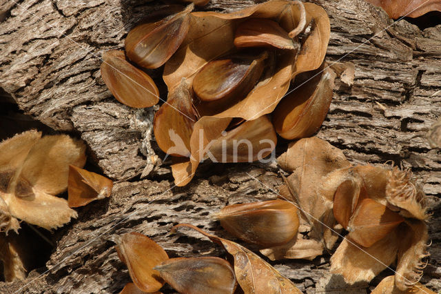 Bruine Beuk (Fagus sylvatica purpurea)