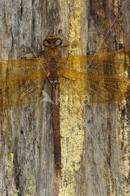 Bruine glazenmaker (Aeshna grandis)