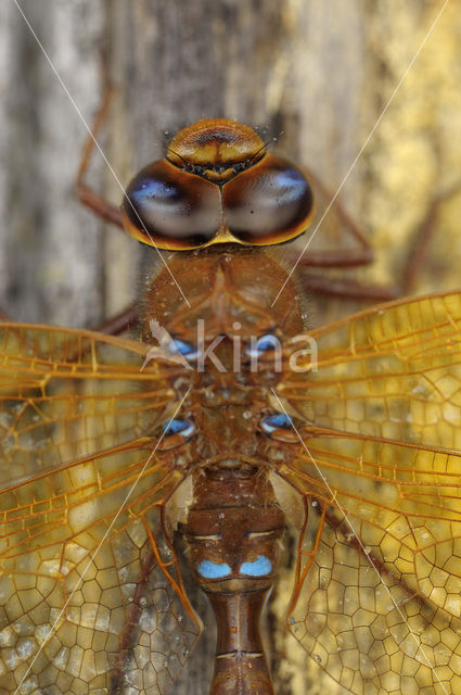 Brown Hawker (Aeshna grandis)