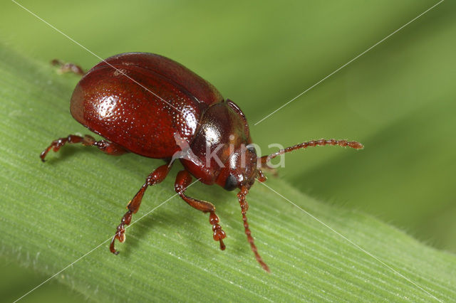 Bruinrood goudhaantje (Chrysolina staphylaea)