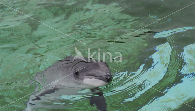 Harbour Porpoise (Phocoena phocoena)