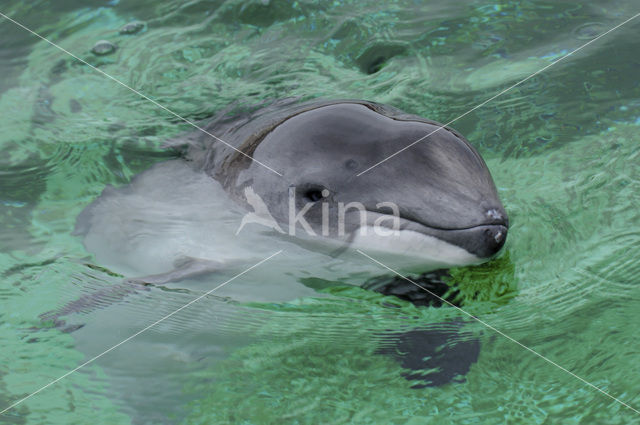 Harbour Porpoise (Phocoena phocoena)