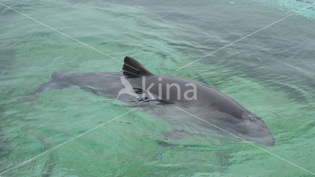 Harbour Porpoise (Phocoena phocoena)