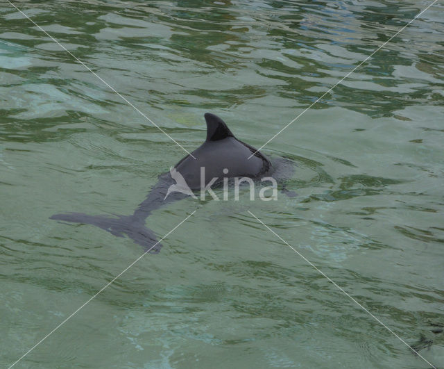 Harbour Porpoise (Phocoena phocoena)