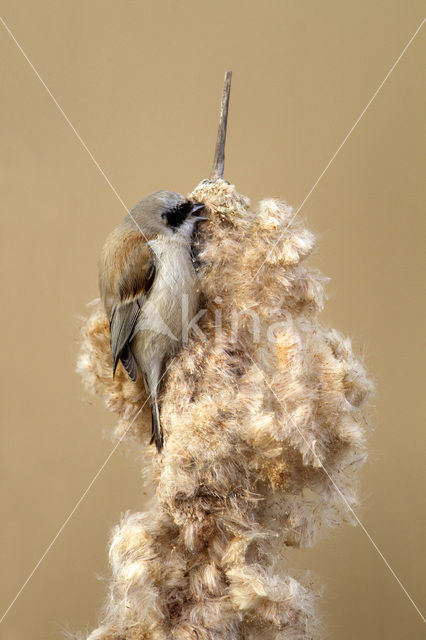 Eurasian Penduline-Tit (Remiz pendulinus)