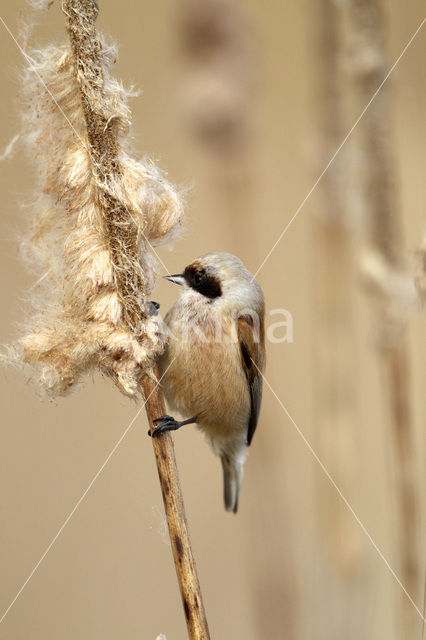 Eurasian Penduline-Tit (Remiz pendulinus)