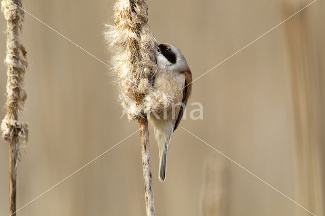 Eurasian Penduline-Tit (Remiz pendulinus)