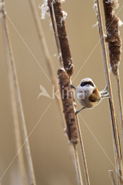 Eurasian Penduline-Tit (Remiz pendulinus)