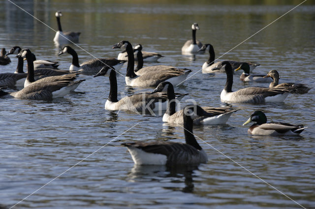 Canada Goose (Branta canadensis)