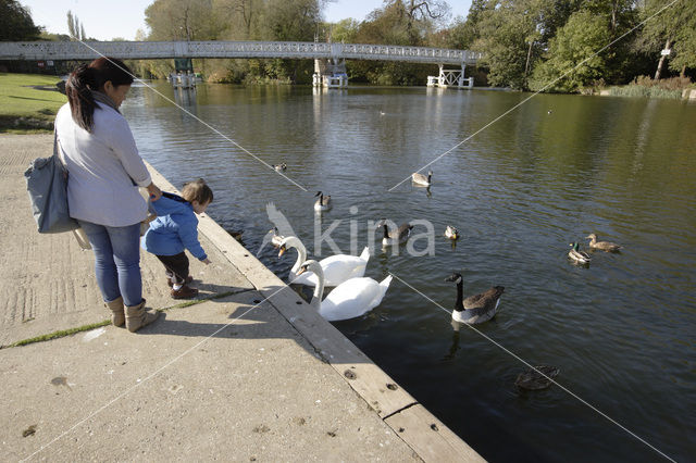 Canadese Gans (Branta canadensis)