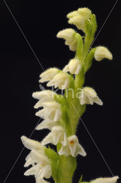 Dennenorchis (Goodyera repens)