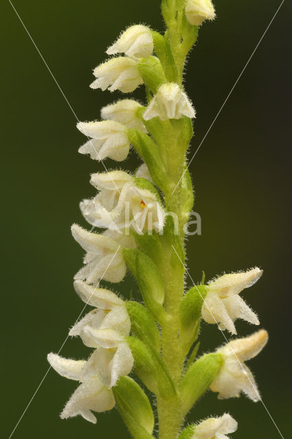 Dennenorchis (Goodyera repens)