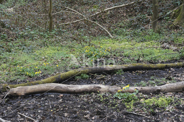 Marsh Marigold (Caltha palustris)