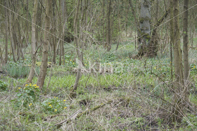 Marsh Marigold (Caltha palustris)