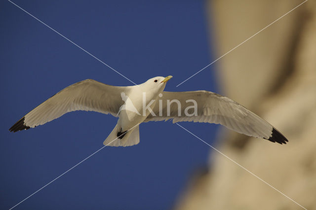 Black-legged Kittiwake (Rissa tridactyla)