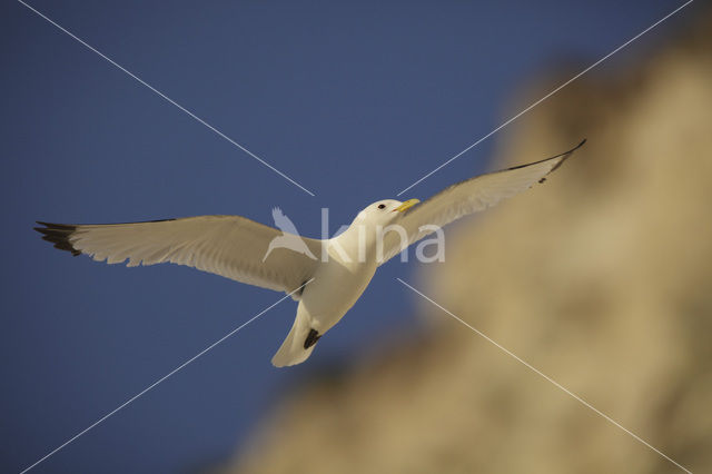 Black-legged Kittiwake (Rissa tridactyla)