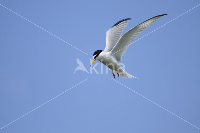 Little Tern (Sterna albifrons)