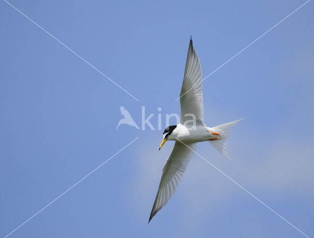 Little Tern (Sterna albifrons)