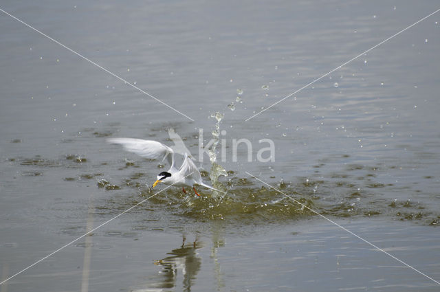 Little Tern (Sterna albifrons)