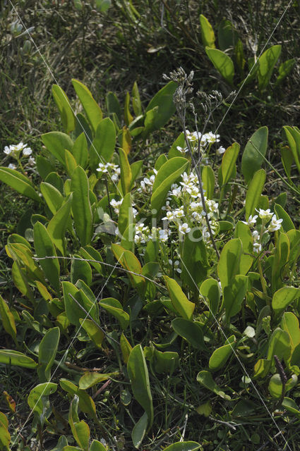 Echt lepelblad (Cochlearia officinalis ssp. officinalis)