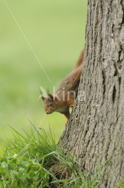 Red Squirrel (Sciurus vulgaris)