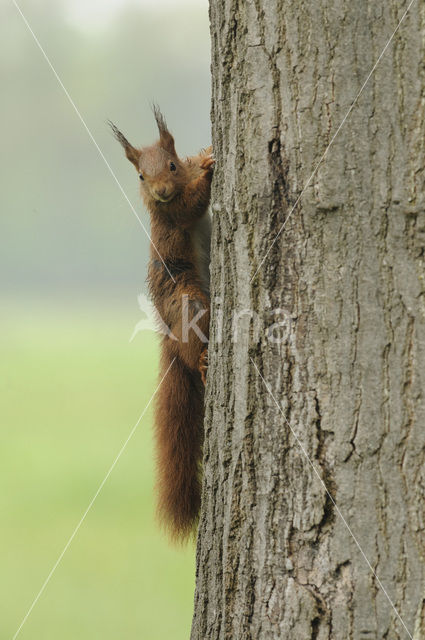 Red Squirrel (Sciurus vulgaris)