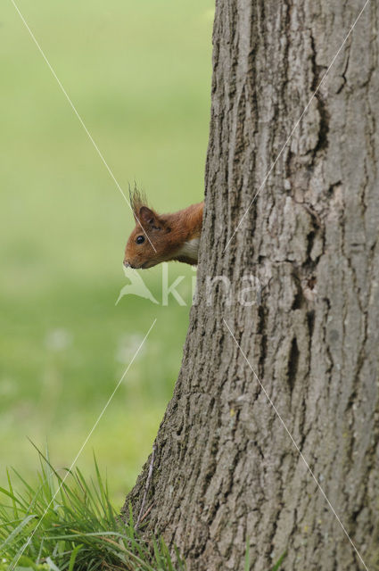 Red Squirrel (Sciurus vulgaris)