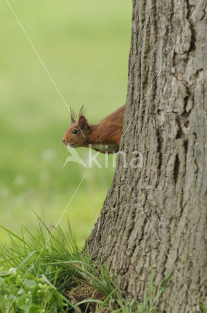 Red Squirrel (Sciurus vulgaris)