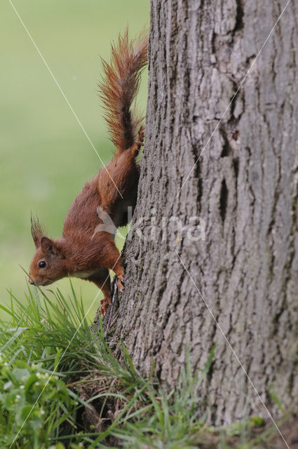 Red Squirrel (Sciurus vulgaris)