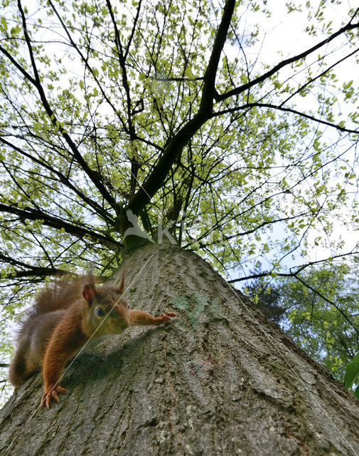 Red Squirrel (Sciurus vulgaris)