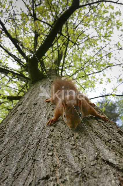 Red Squirrel (Sciurus vulgaris)